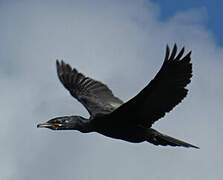 Neotropic Cormorant