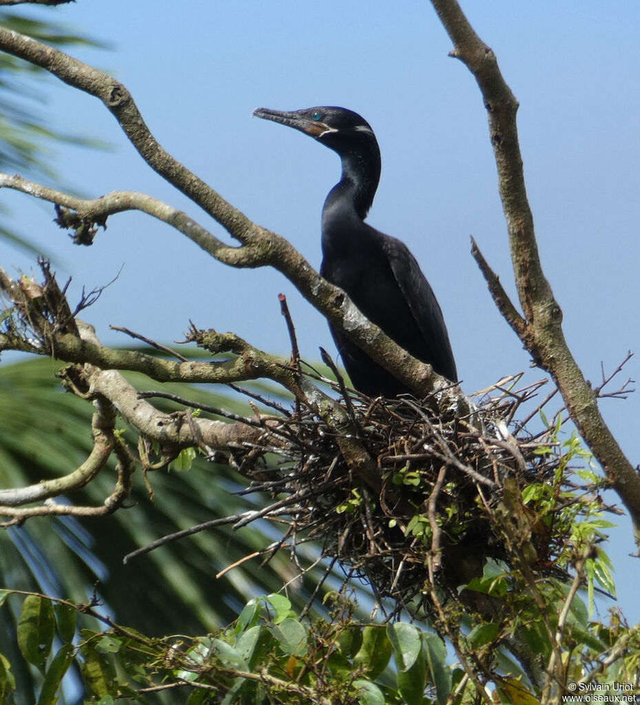 Cormoran viguaadulte, Nidification