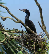 Cormoran vigua