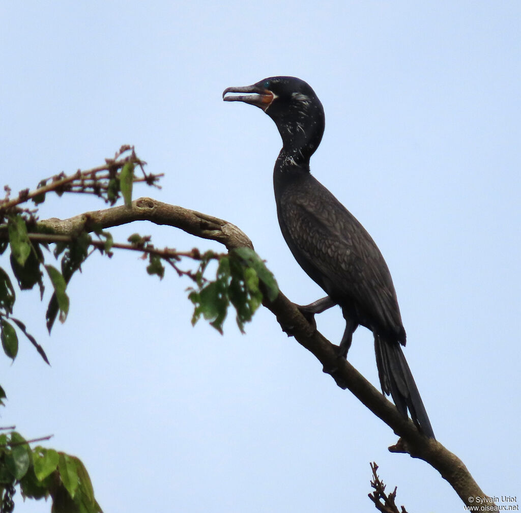 Cormoran viguaadulte nuptial