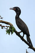 Neotropic Cormorant