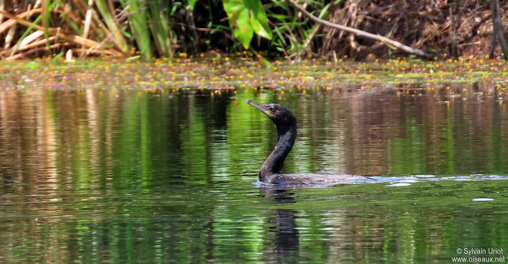 Cormoran viguaadulte internuptial