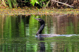 Neotropic Cormorant