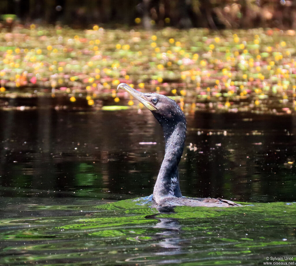 Neotropic Cormorantadult post breeding