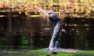 Neotropic Cormorant