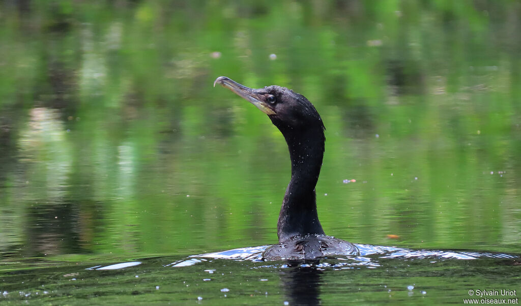 Cormoran viguaadulte internuptial