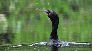 Cormoran vigua