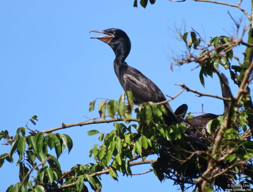 Neotropic Cormorantadult