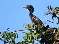 Cormoran vigua