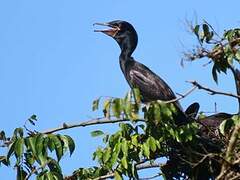 Neotropic Cormorant