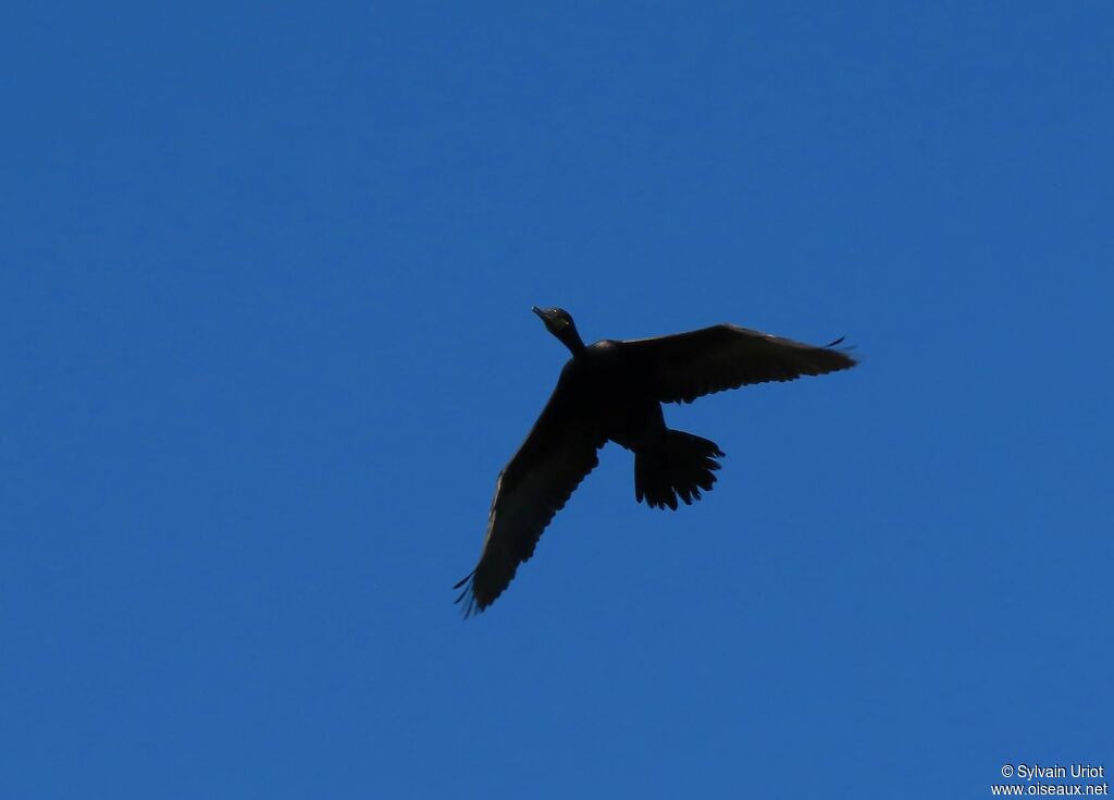 Neotropic Cormorantadult