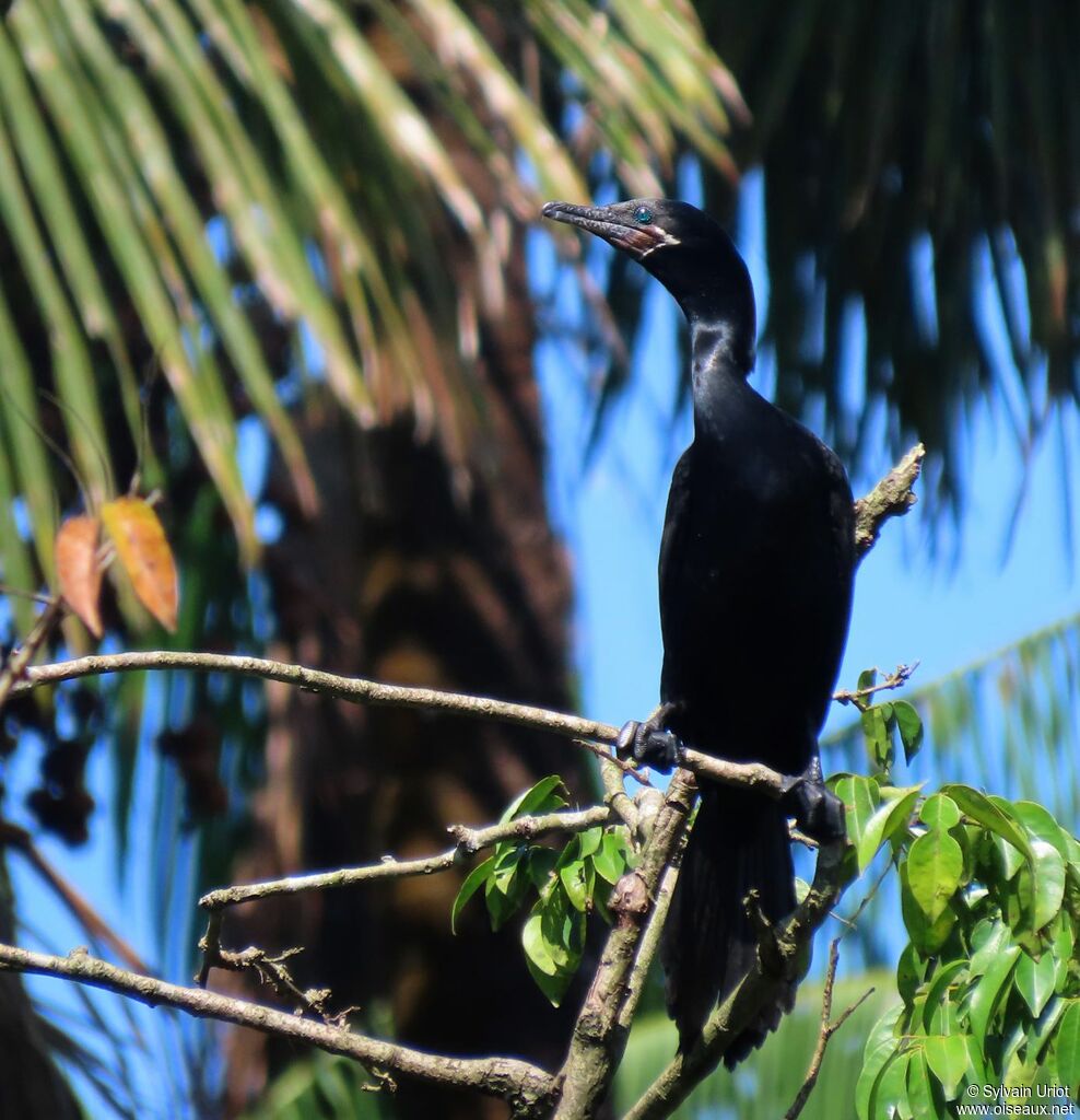 Cormoran viguaadulte