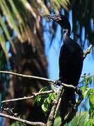 Neotropic Cormorant