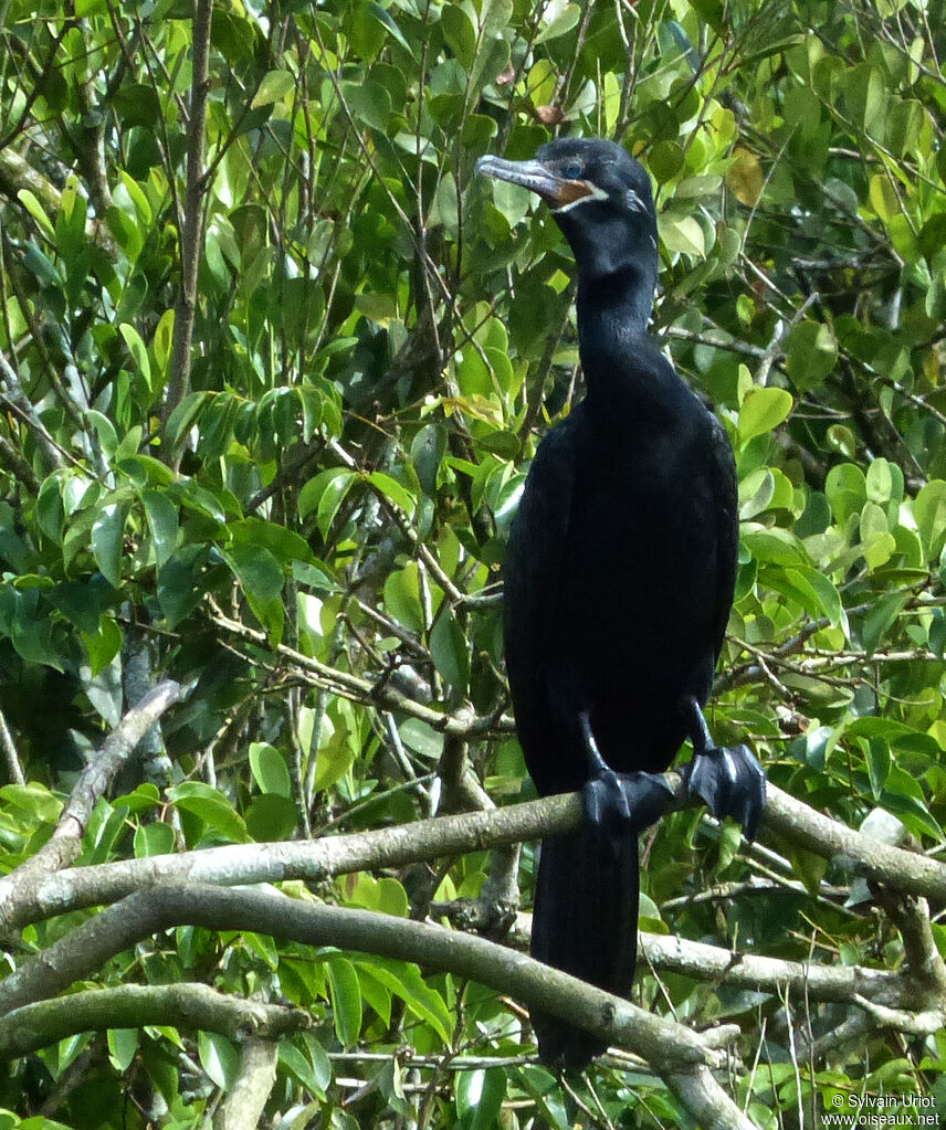 Cormoran viguaadulte