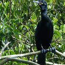 Cormoran vigua