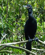 Neotropic Cormorant