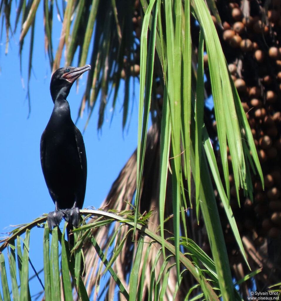 Neotropic Cormorantadult