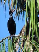 Neotropic Cormorant