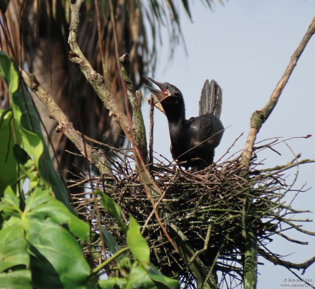 Cormoran viguaadulte, parade