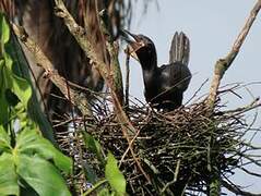 Neotropic Cormorant