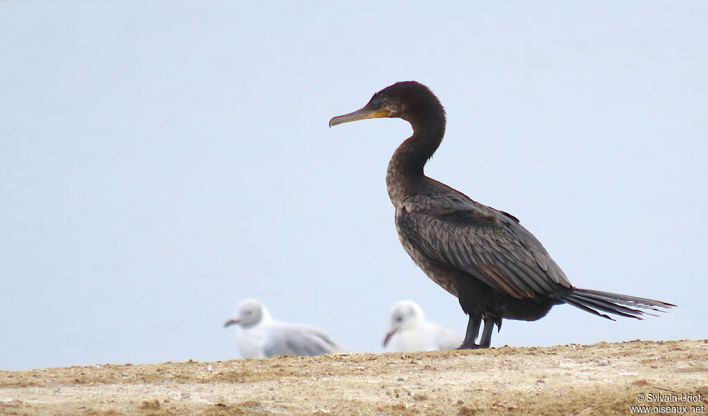 Neotropic Cormorantimmature