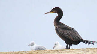 Neotropic Cormorant