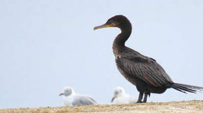 Cormoran vigua