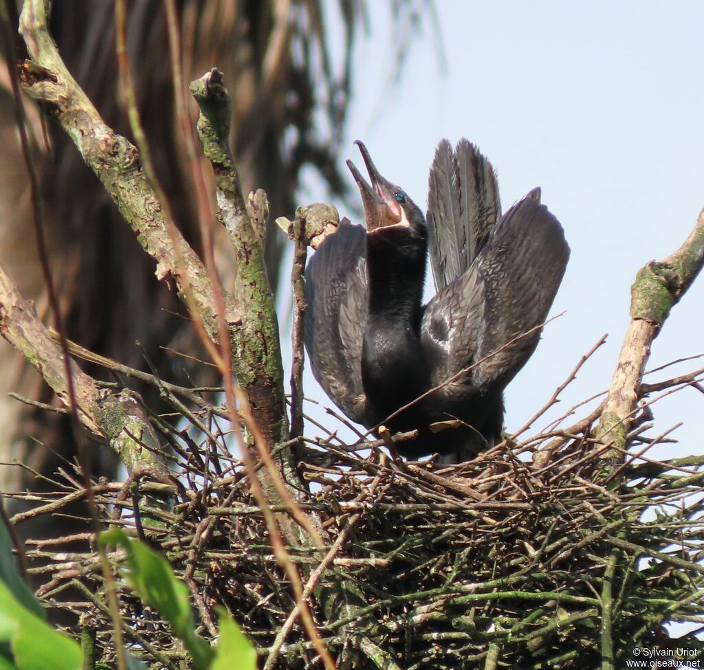 Cormoran viguaadulte, parade