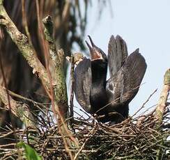 Cormoran vigua