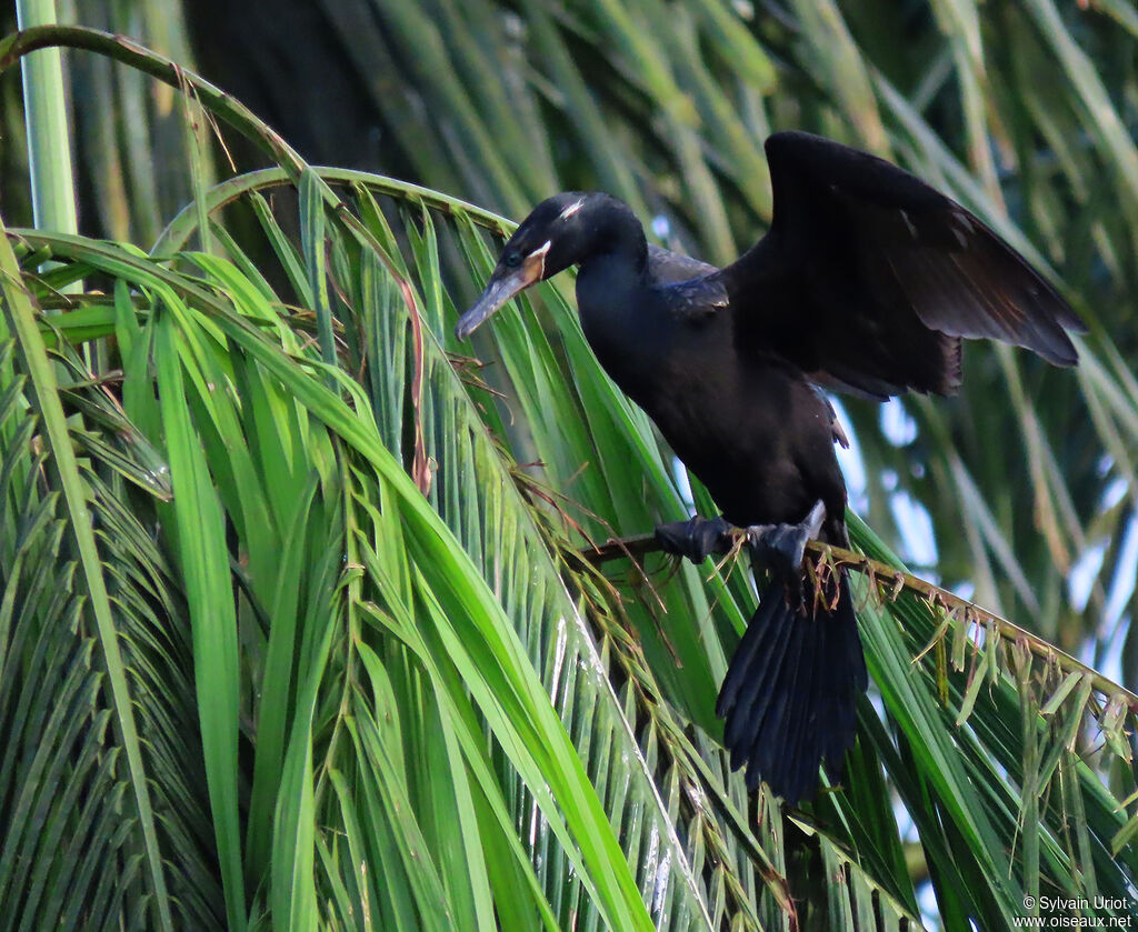 Cormoran viguaadulte