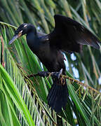 Neotropic Cormorant