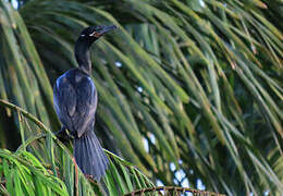 Neotropic Cormorant