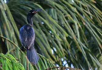Cormoran vigua