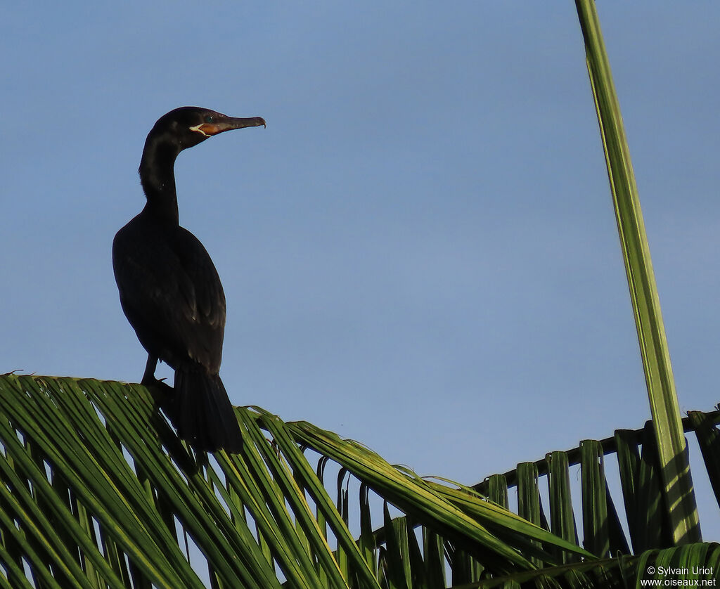 Neotropic Cormorantadult