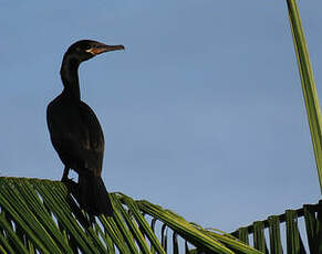 Cormoran vigua