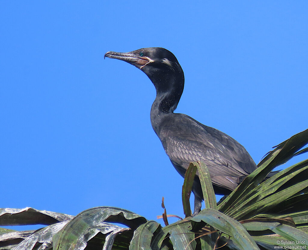 Cormoran viguaadulte nuptial