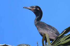 Neotropic Cormorant