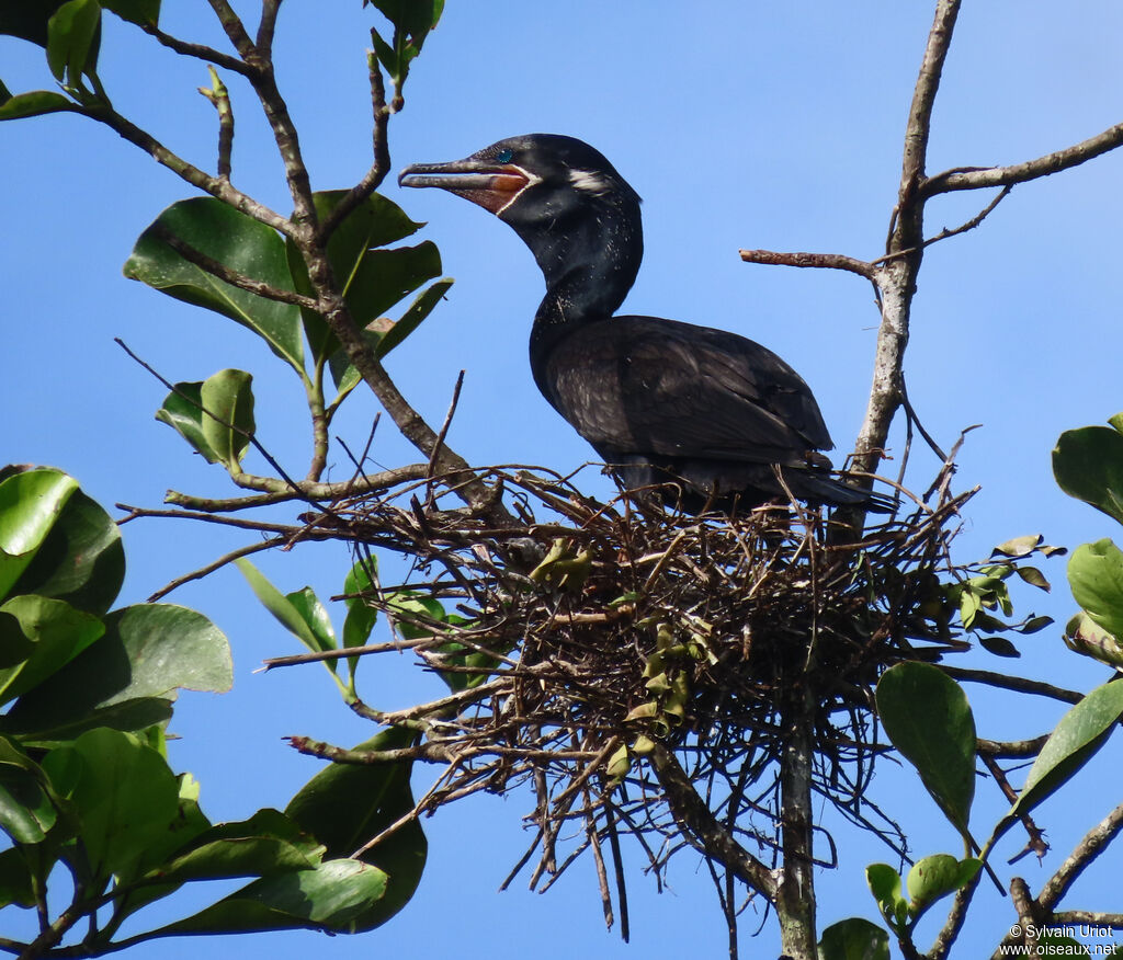 Cormoran viguaadulte, Nidification