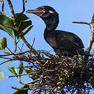 Cormoran vigua