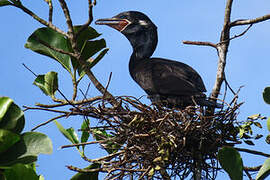 Neotropic Cormorant