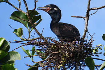 Cormoran vigua