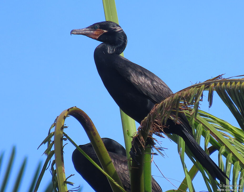 Cormoran viguaadulte nuptial