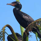 Cormoran vigua