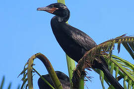 Cormoran vigua