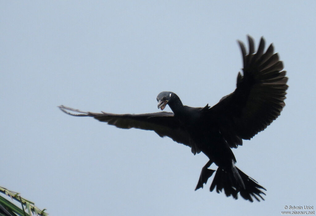 Neotropic Cormorantadult breeding