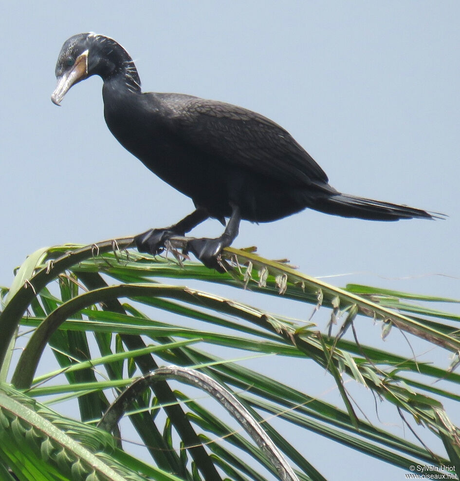 Cormoran viguaadulte nuptial