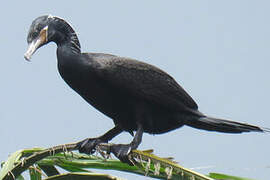 Neotropic Cormorant