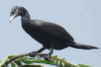 Cormoran vigua