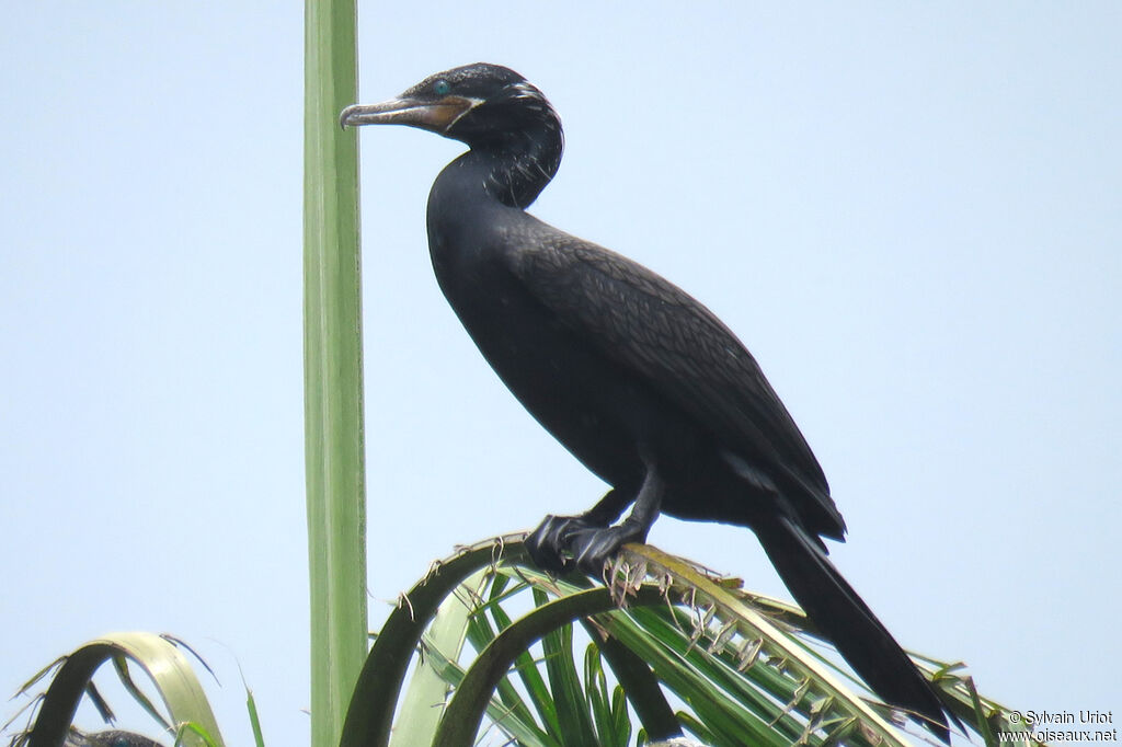 Cormoran viguaadulte nuptial