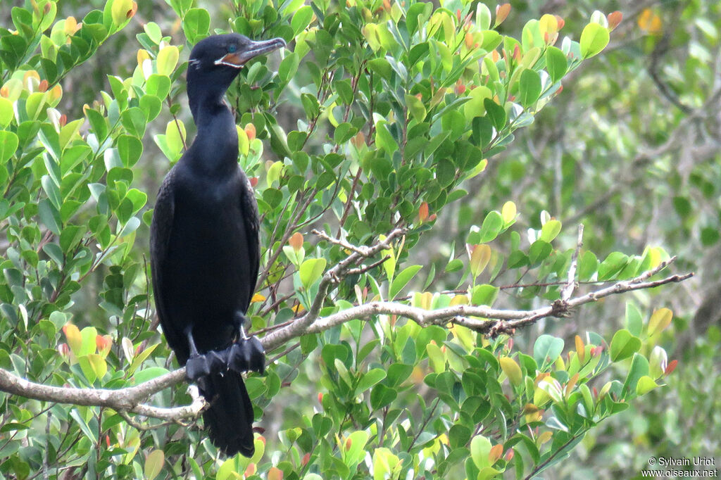 Neotropic Cormorantadult breeding